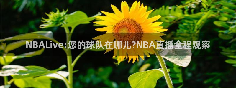 蓝鲸体育足球直播下载：NBALive:您的球队在哪儿?NBA直播全程观察